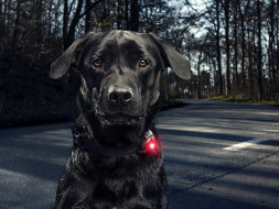 Фонарь для собак Orbiloc Dog Dual Signal Colours, зеленый